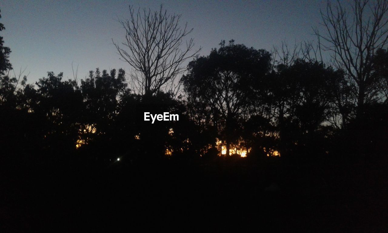 TREES AGAINST SKY AT NIGHT