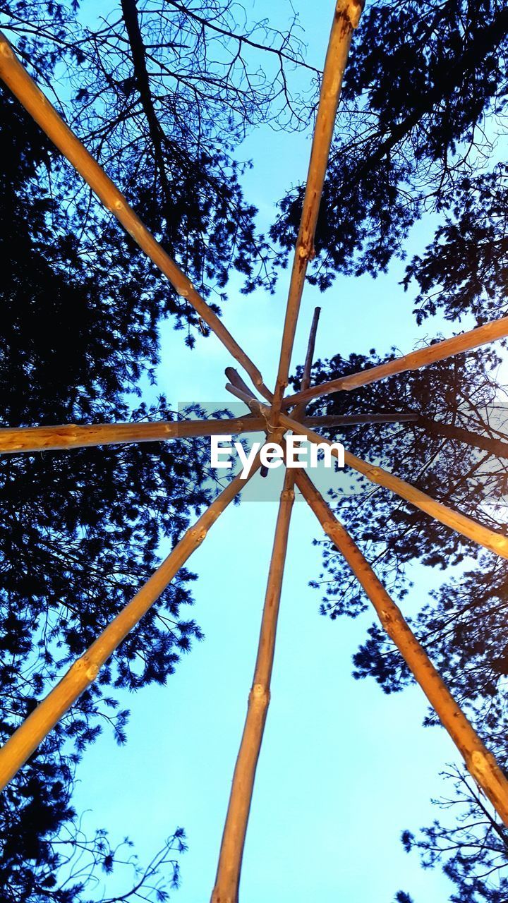 LOW ANGLE VIEW OF TREES AGAINST SKY