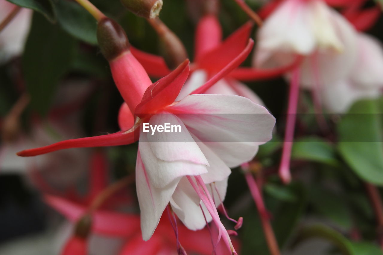 Close-up of pink flower blooming outdoors