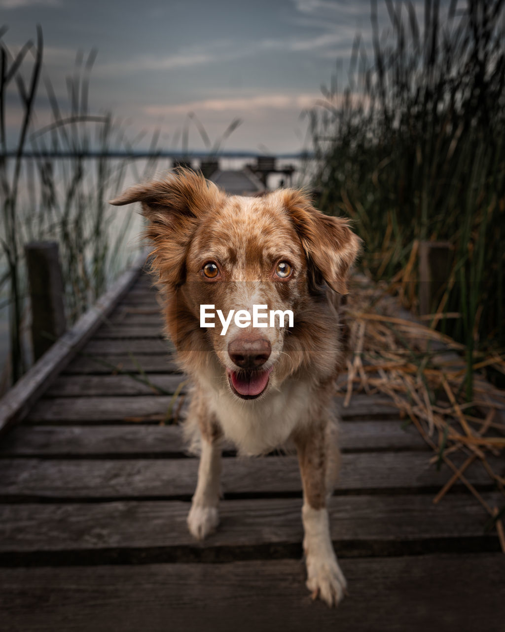 Australien shepherd on a boardwalk at a lake surrounded by nature