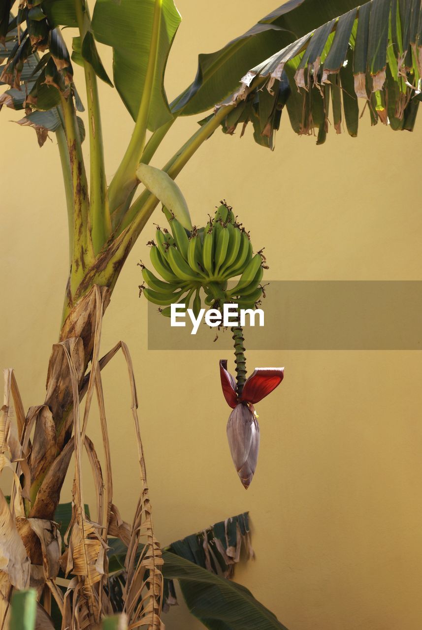 Low angle view of banana hanging on tree