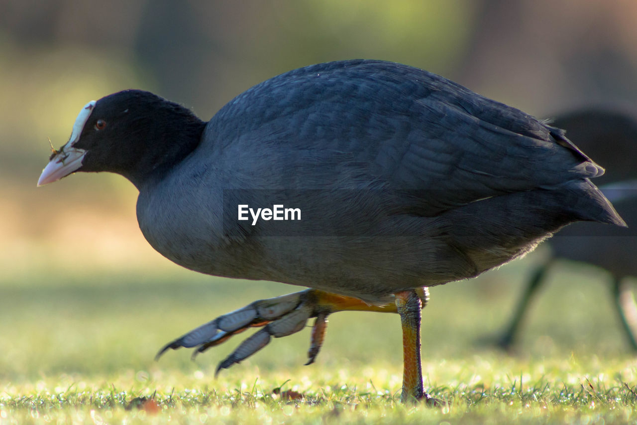 Close-up of bird perching on field