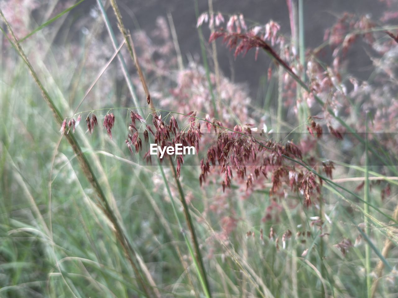 plant, grass, growth, nature, flower, beauty in nature, no people, prairie, focus on foreground, day, flowering plant, close-up, land, tranquility, selective focus, freshness, outdoors, fragility, field, leaf, wildflower, frost, macro photography