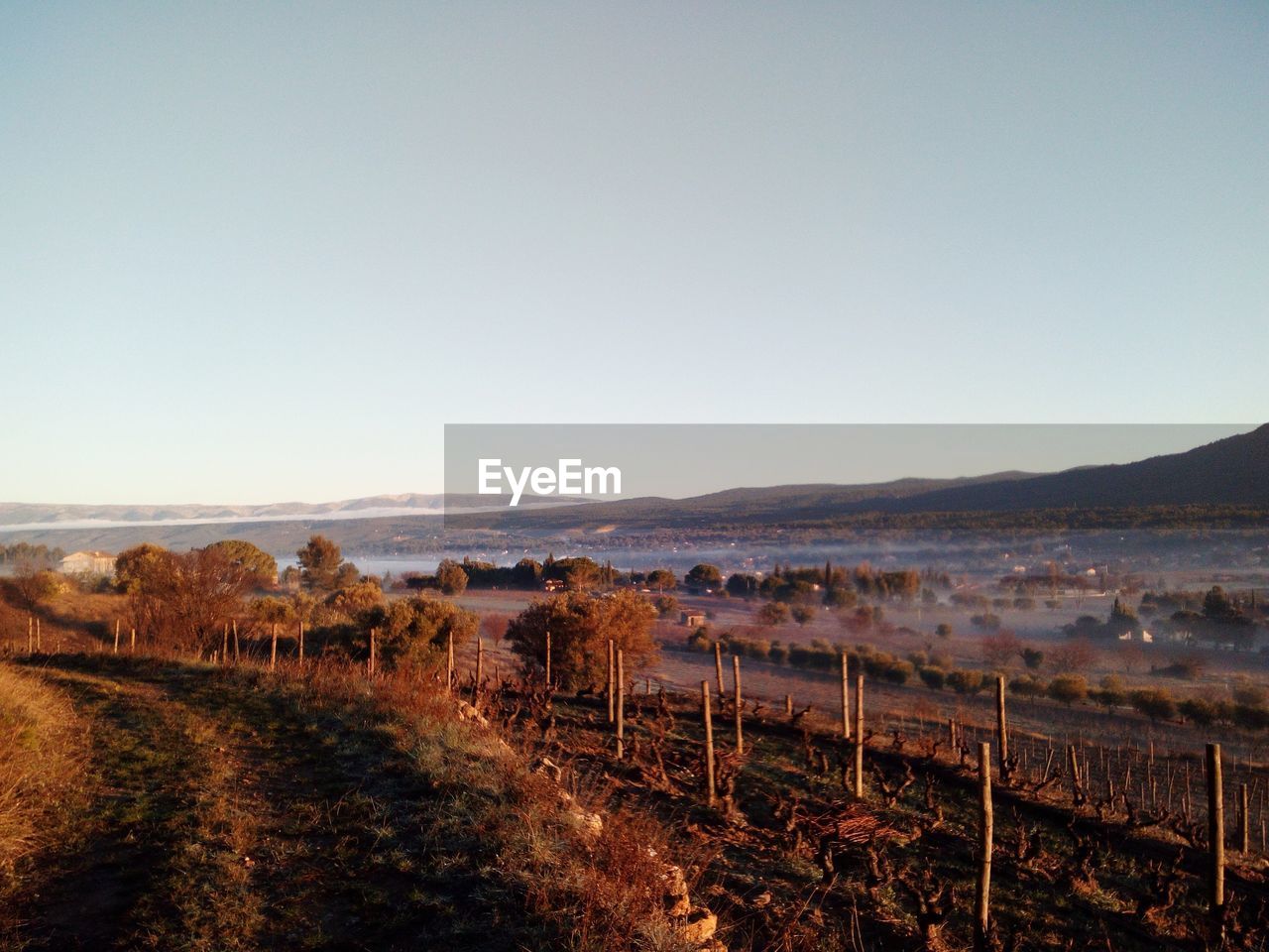 PANORAMIC SHOT OF FIELD AGAINST CLEAR SKY