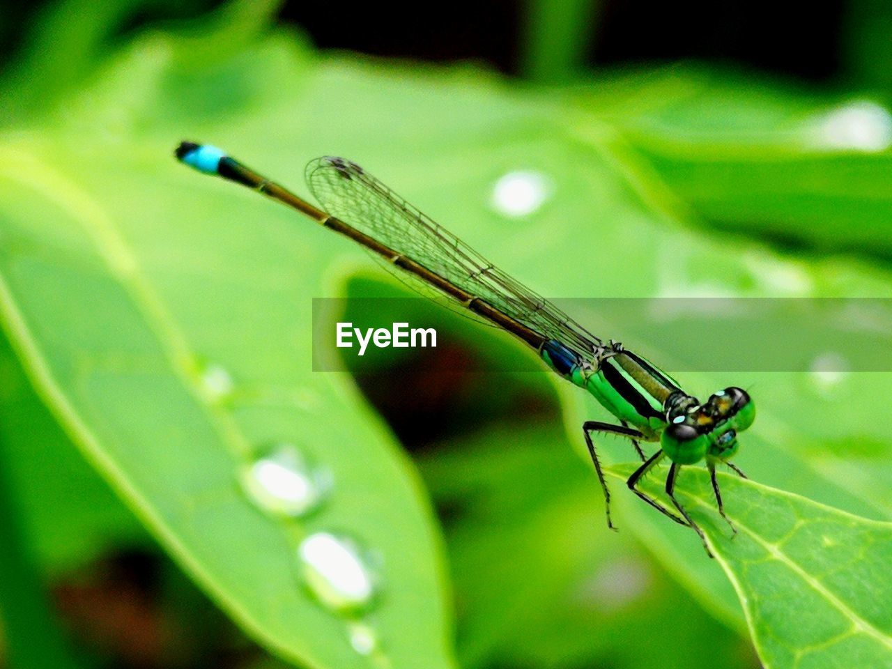 CLOSE-UP OF DRAGONFLY