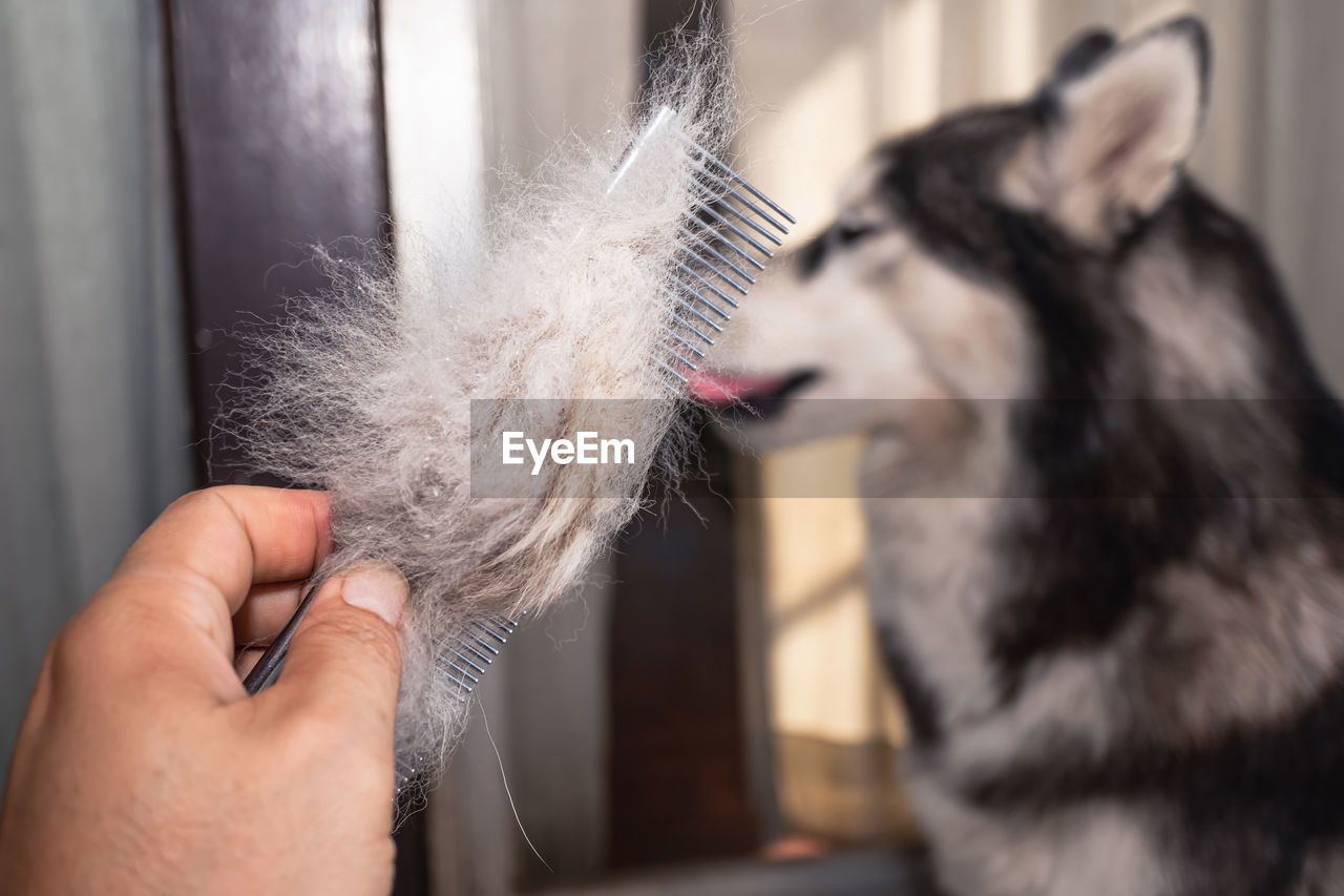 mammal, pet, animal, animal themes, domestic animals, one animal, dog, hand, cat, indoors, one person, fur, close-up, holding, adult, animal hair, animal body part, focus on foreground, canine, lifestyles