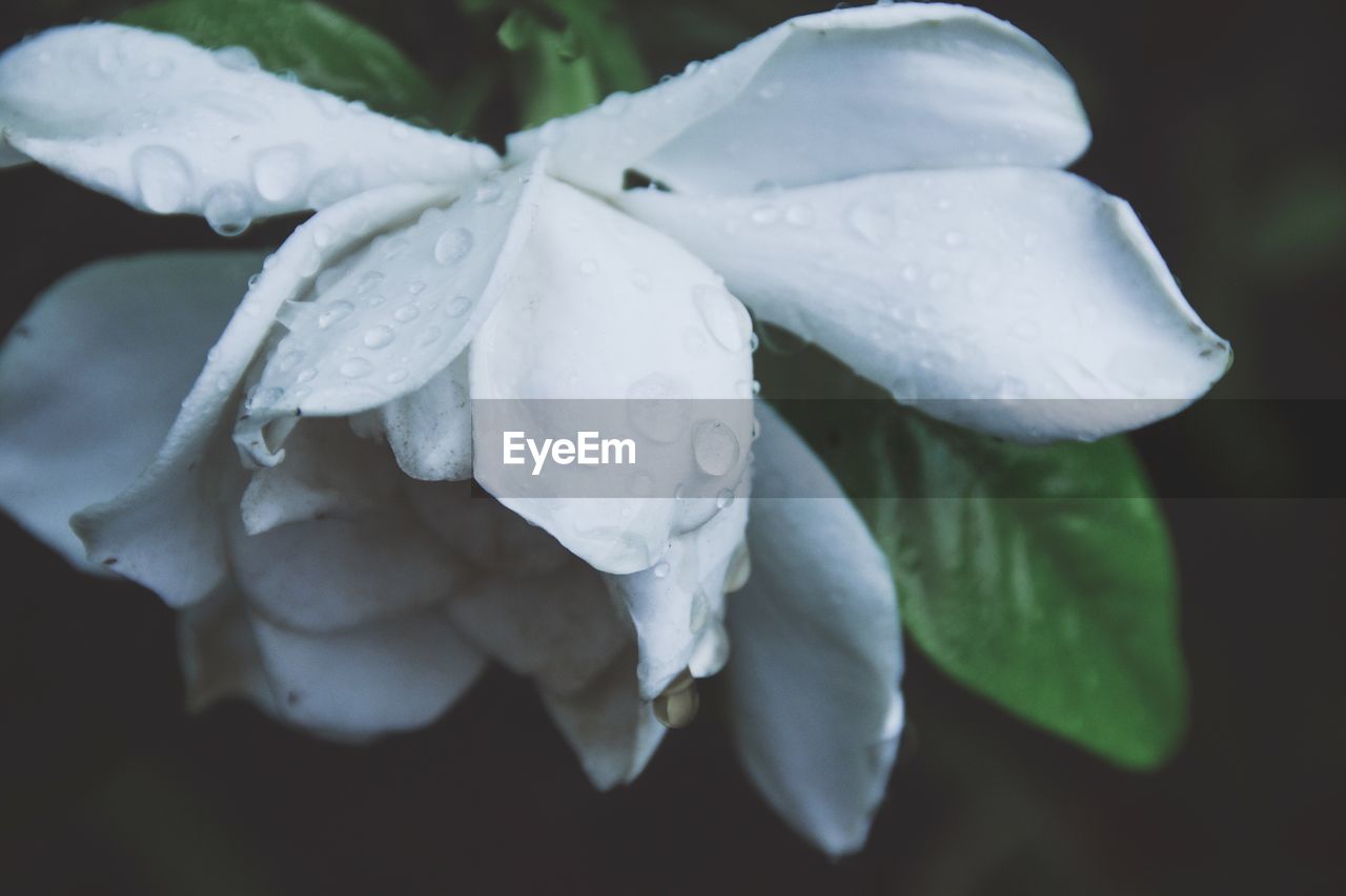 CLOSE-UP OF WATER DROPS ON WHITE FLOWER