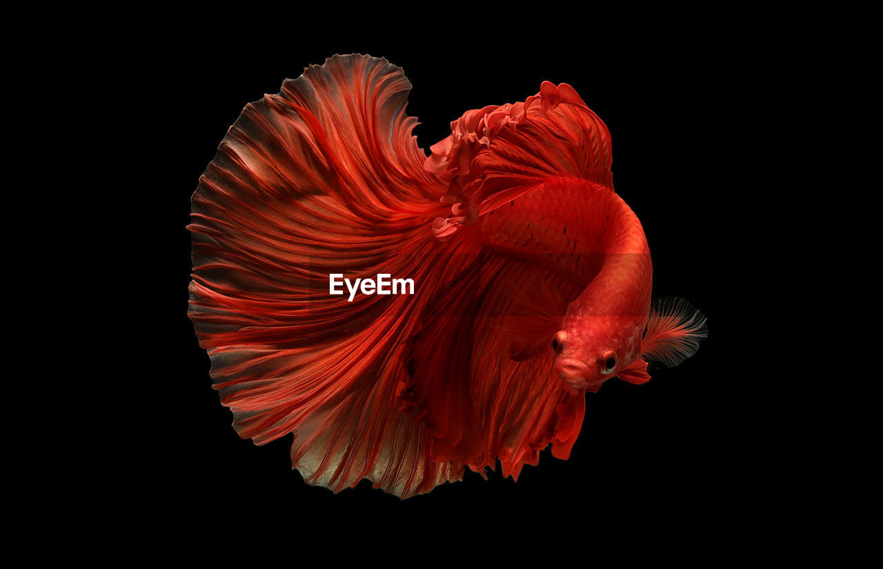 Close-up of siamese fighting fish against black background