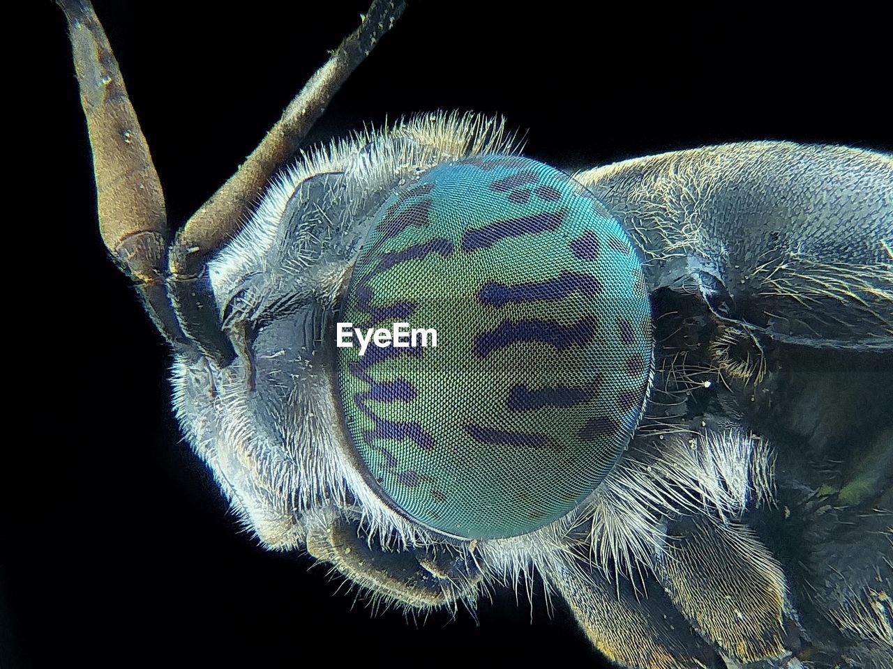 Close-up of insect against black background