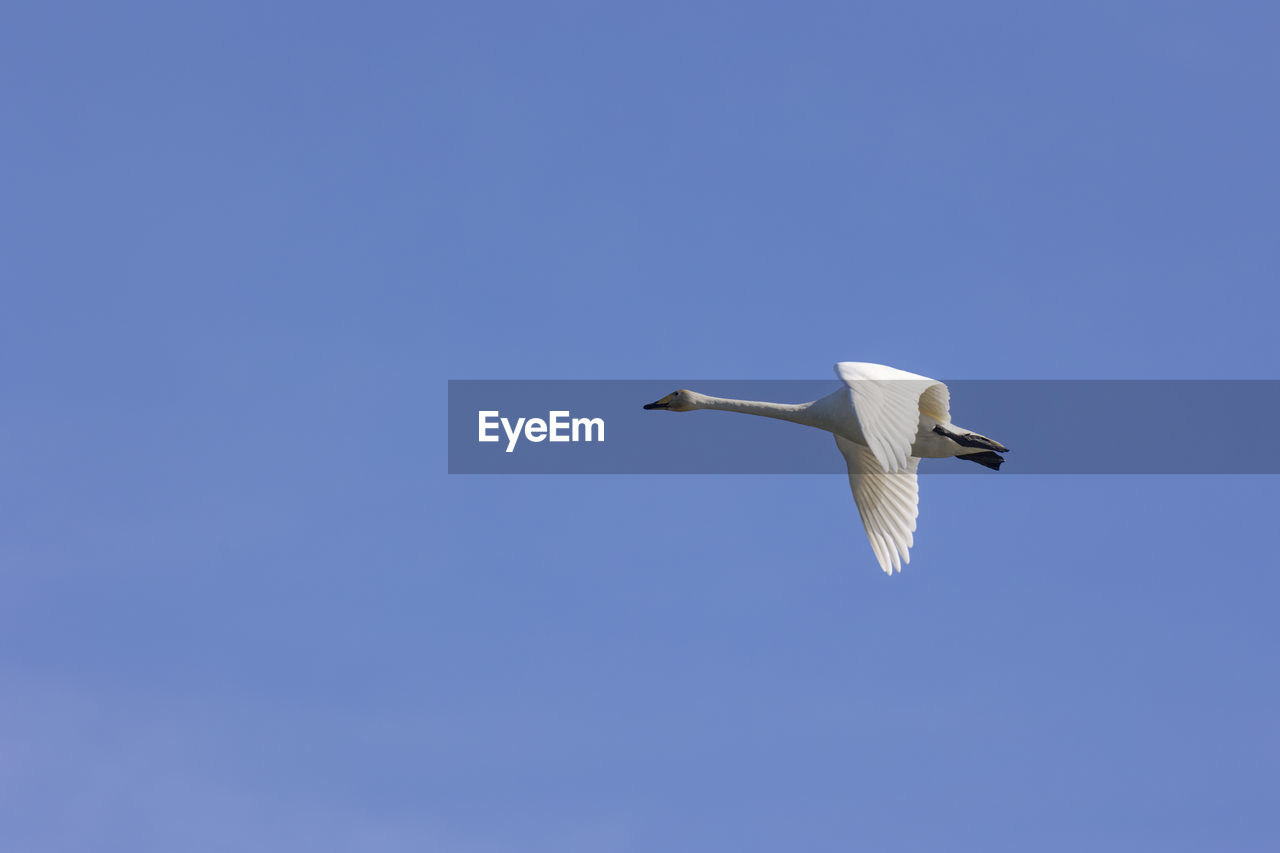 LOW ANGLE VIEW OF SEAGULLS FLYING IN SKY