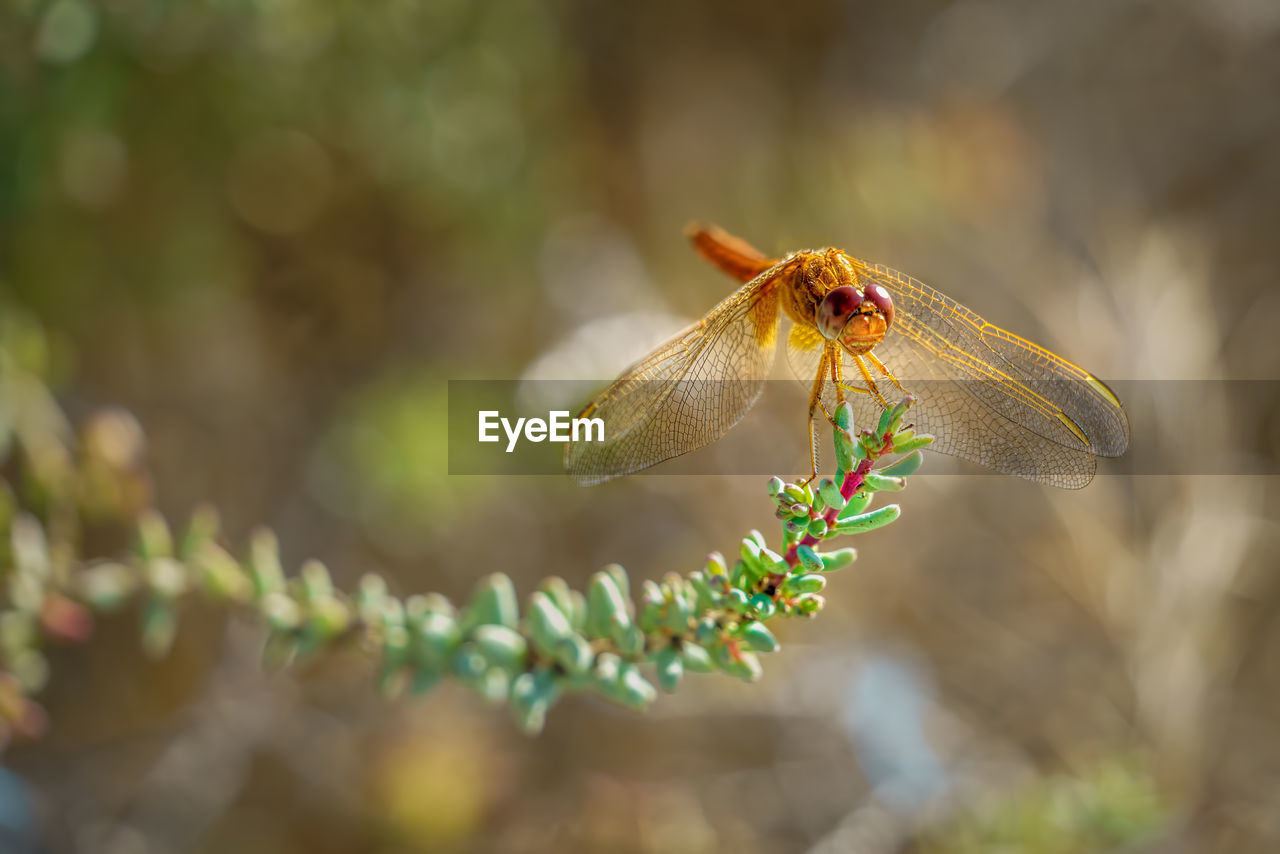 CLOSE-UP OF INSECT ON LEAF