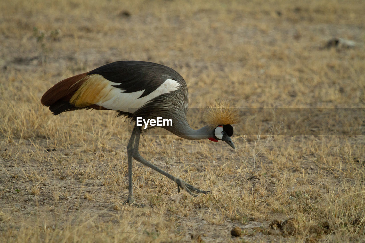 Grey crowned crane bird eating bugs in the grass