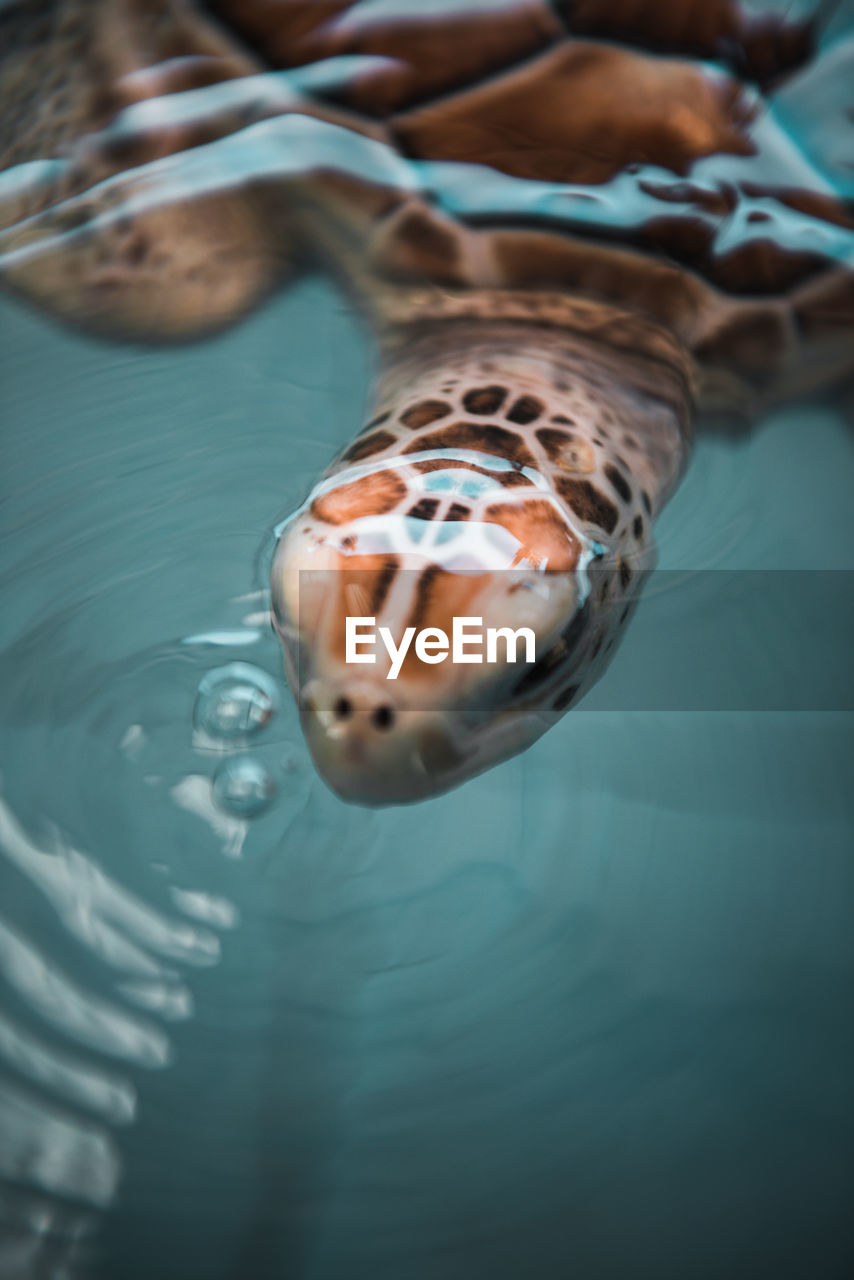 HIGH ANGLE VIEW OF TURTLE SWIMMING IN POOL