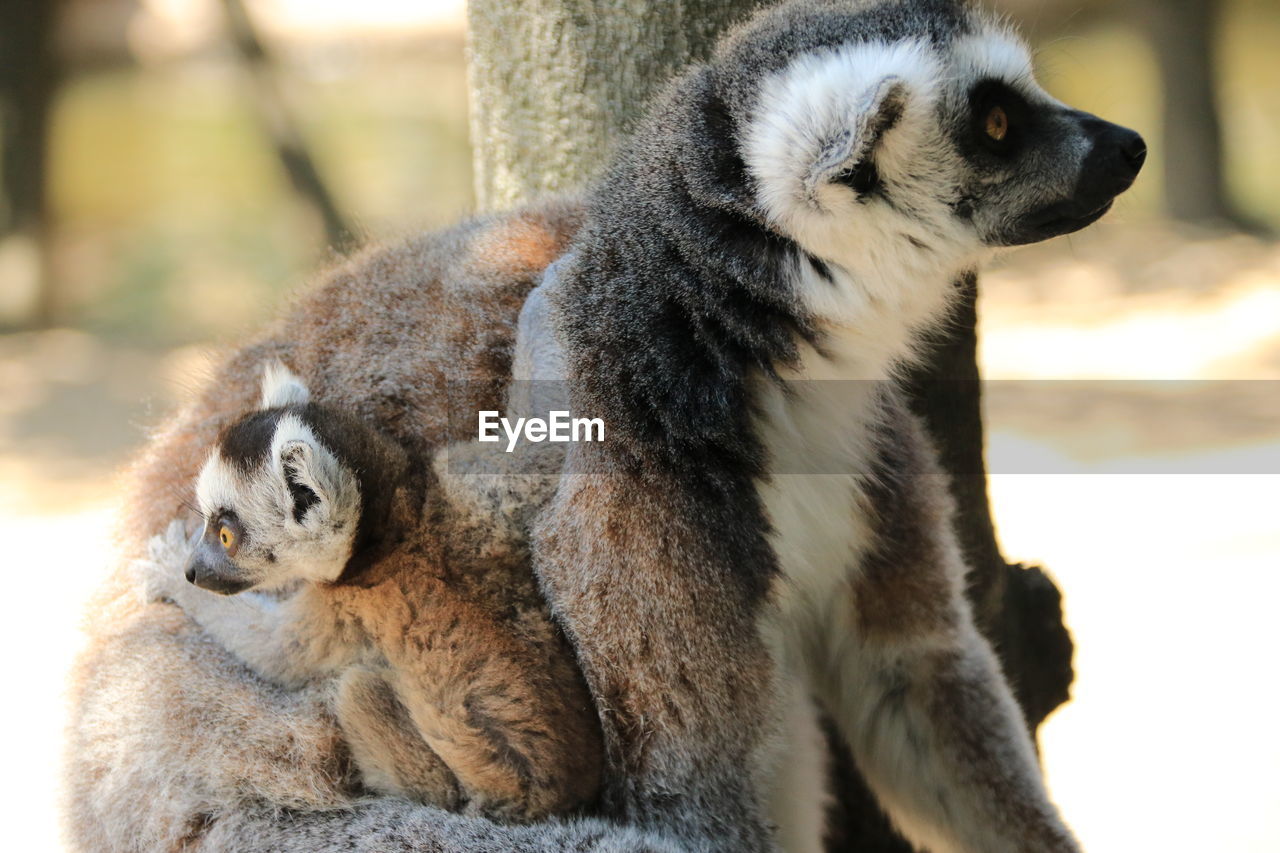 Close-up of ring-tailed lemur in zoo