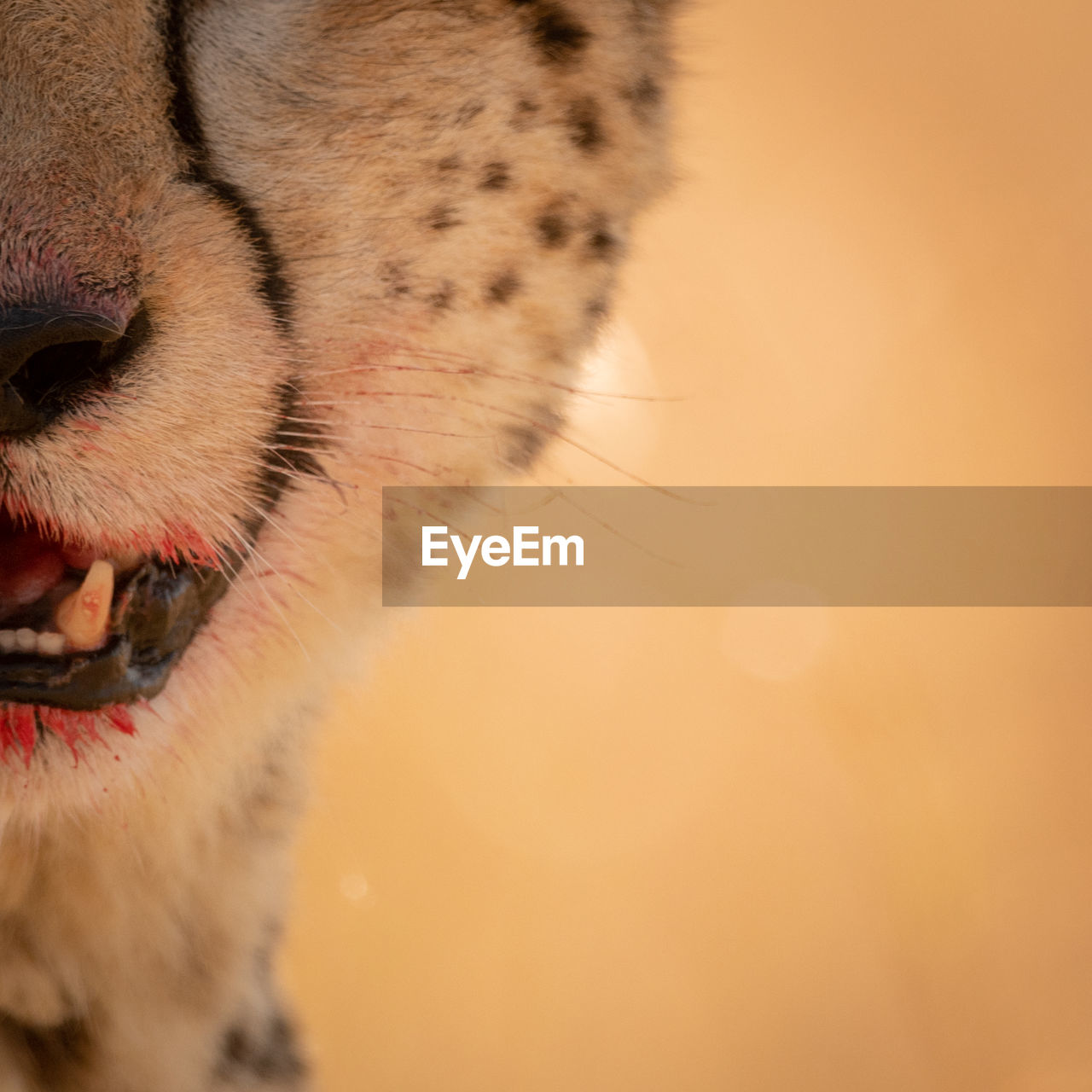 Close-up of cheetah with blood