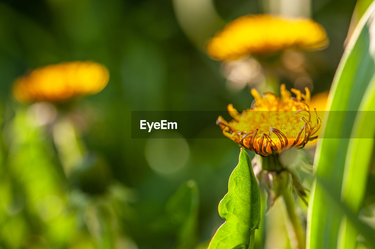 Close-up of yellow flowering plant