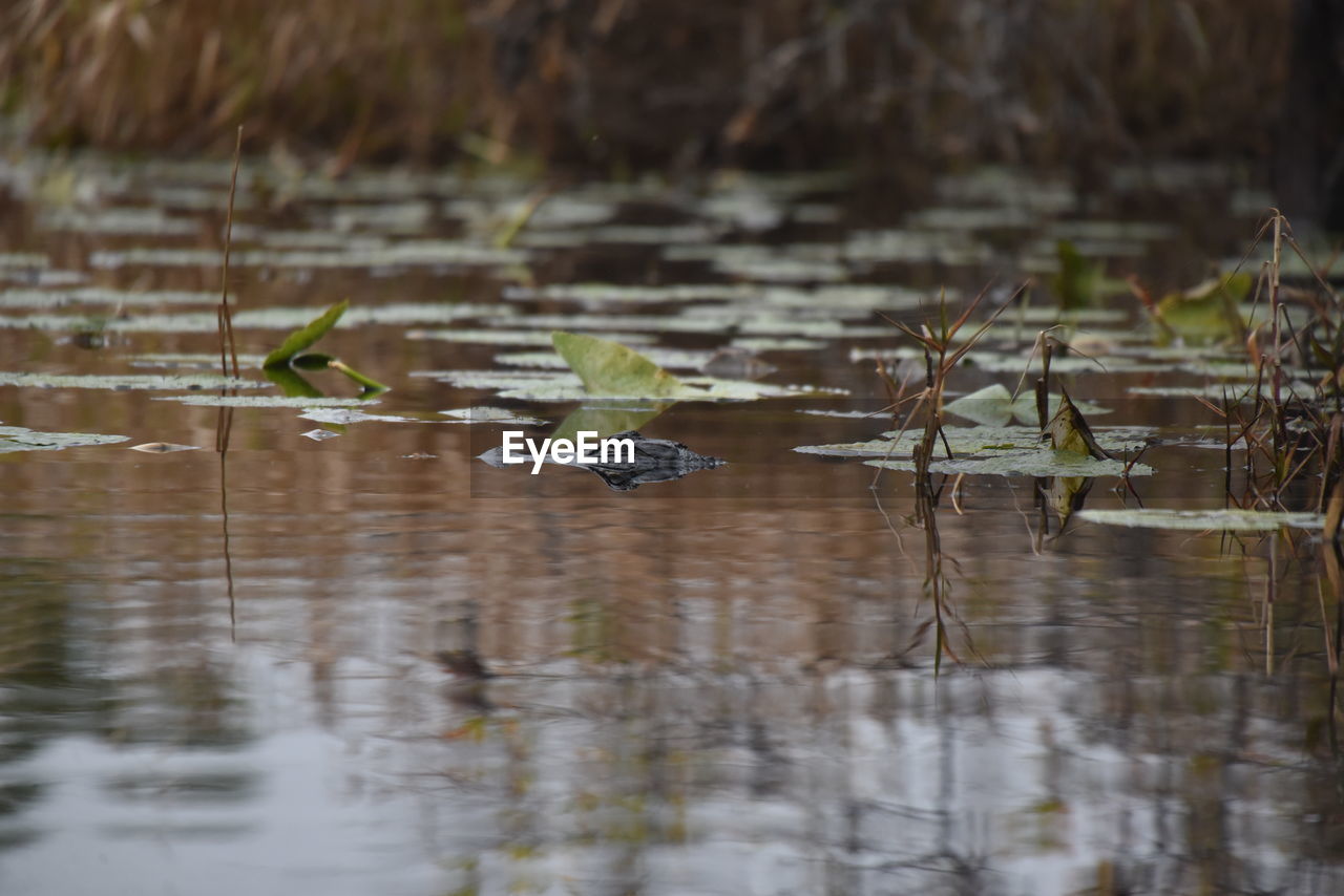 Alligator in a lake