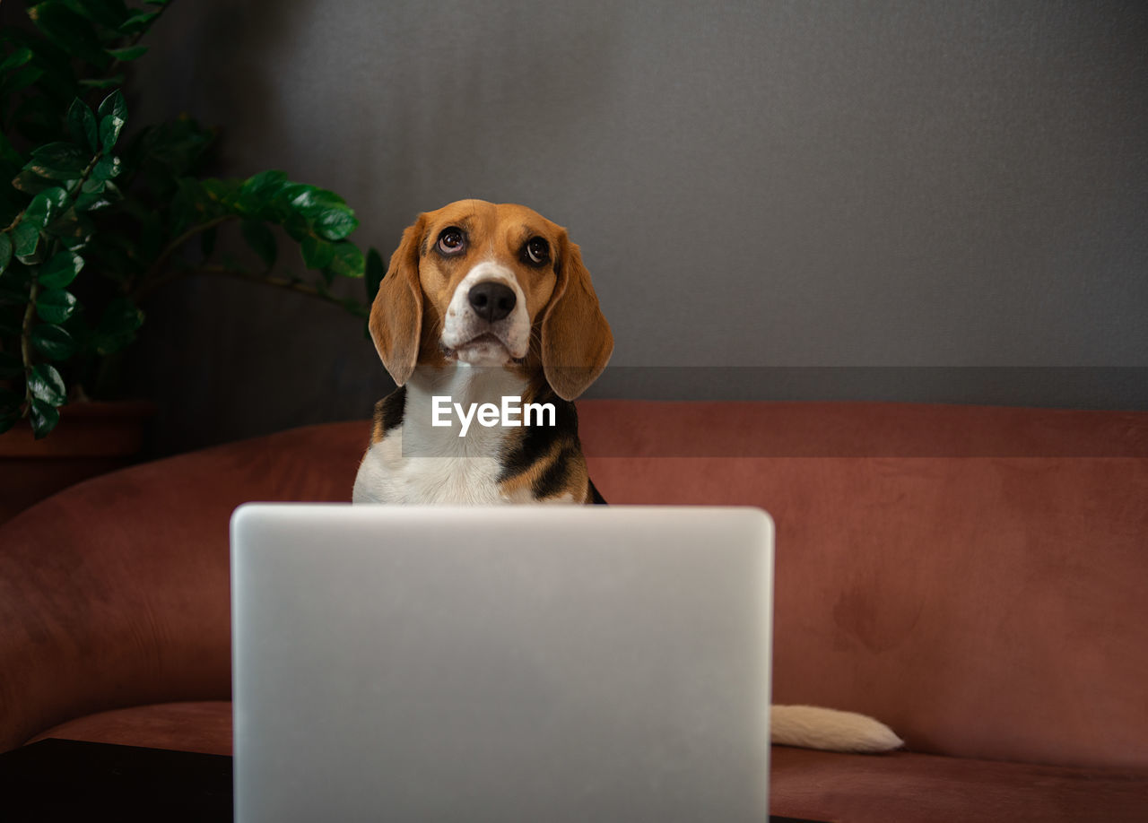 Serious dog beagle using laptop computer on couch or sofa at home