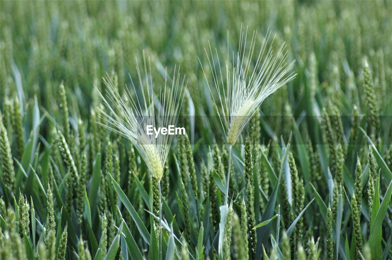 CLOSE-UP OF WHEAT GROWING IN FIELD