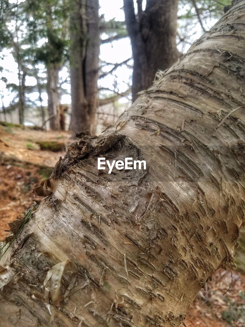 CLOSE-UP OF TREE IN FOREST