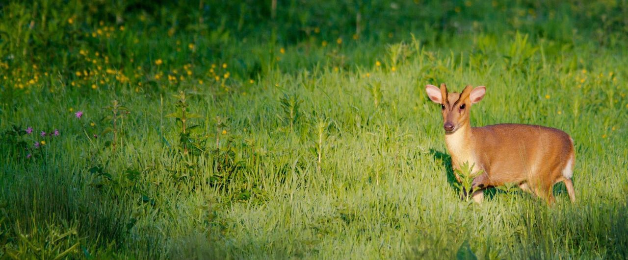 PORTRAIT OF DEER ON GRASSY FIELD