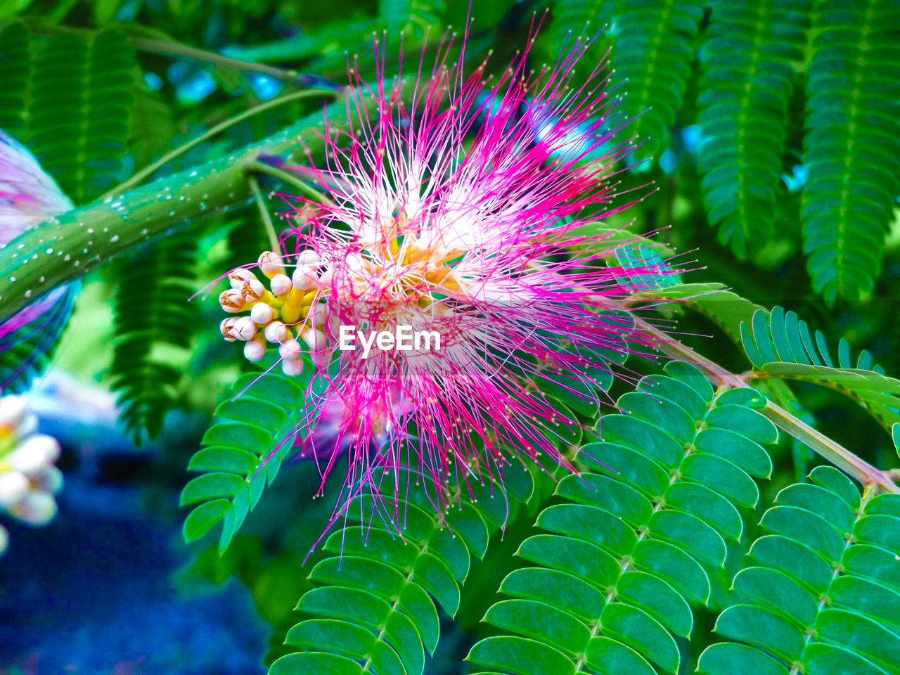 CLOSE-UP OF PLANT GROWING ON PLANT