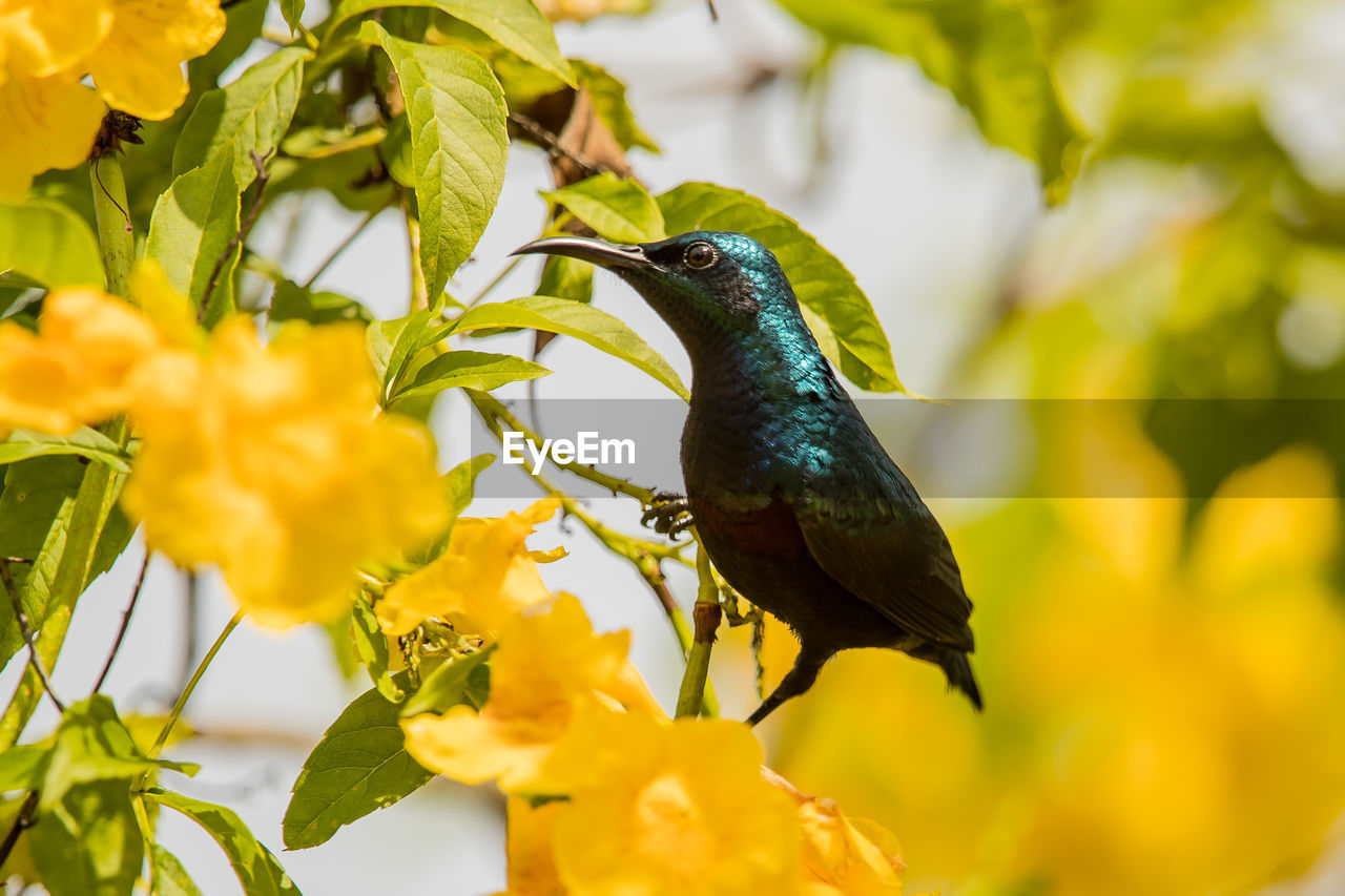 CLOSE-UP OF A BIRD PERCHING ON FLOWER