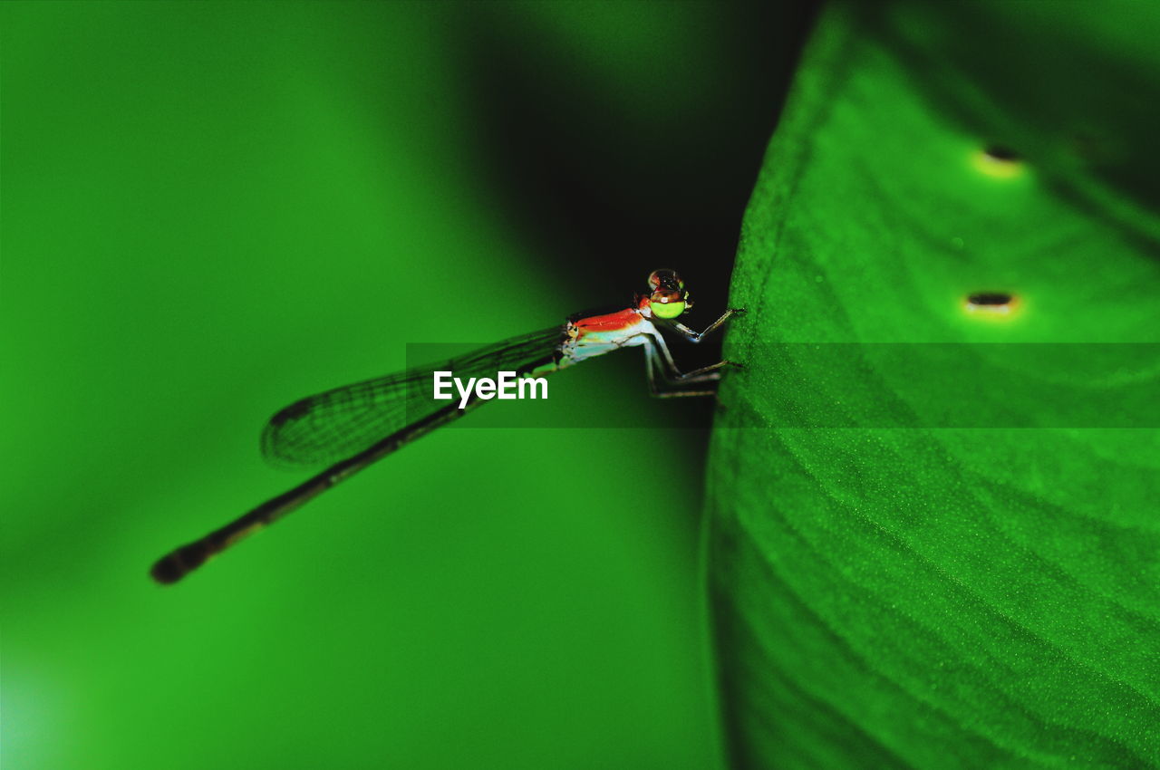 CLOSE-UP OF GRASSHOPPER