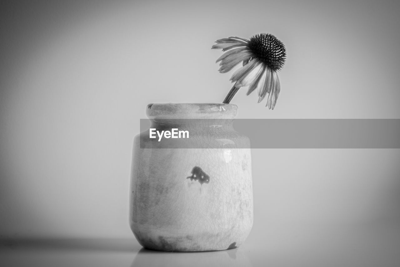 Minimalist still life , close-up of vase against white background