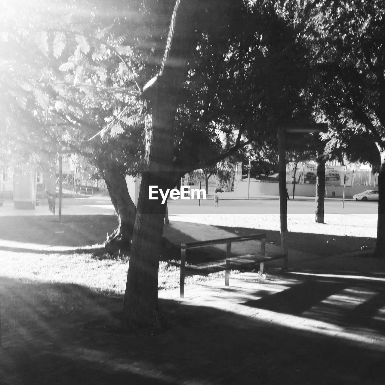 VIEW OF TREES IN PARK