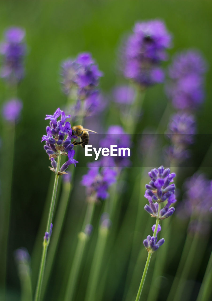 Close-up of bee pollinating on lavender outdoors