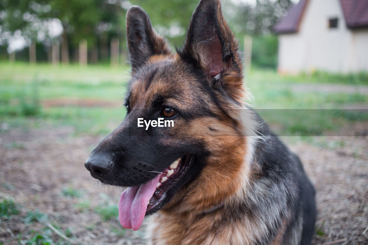 CLOSE-UP OF BROWN DOG