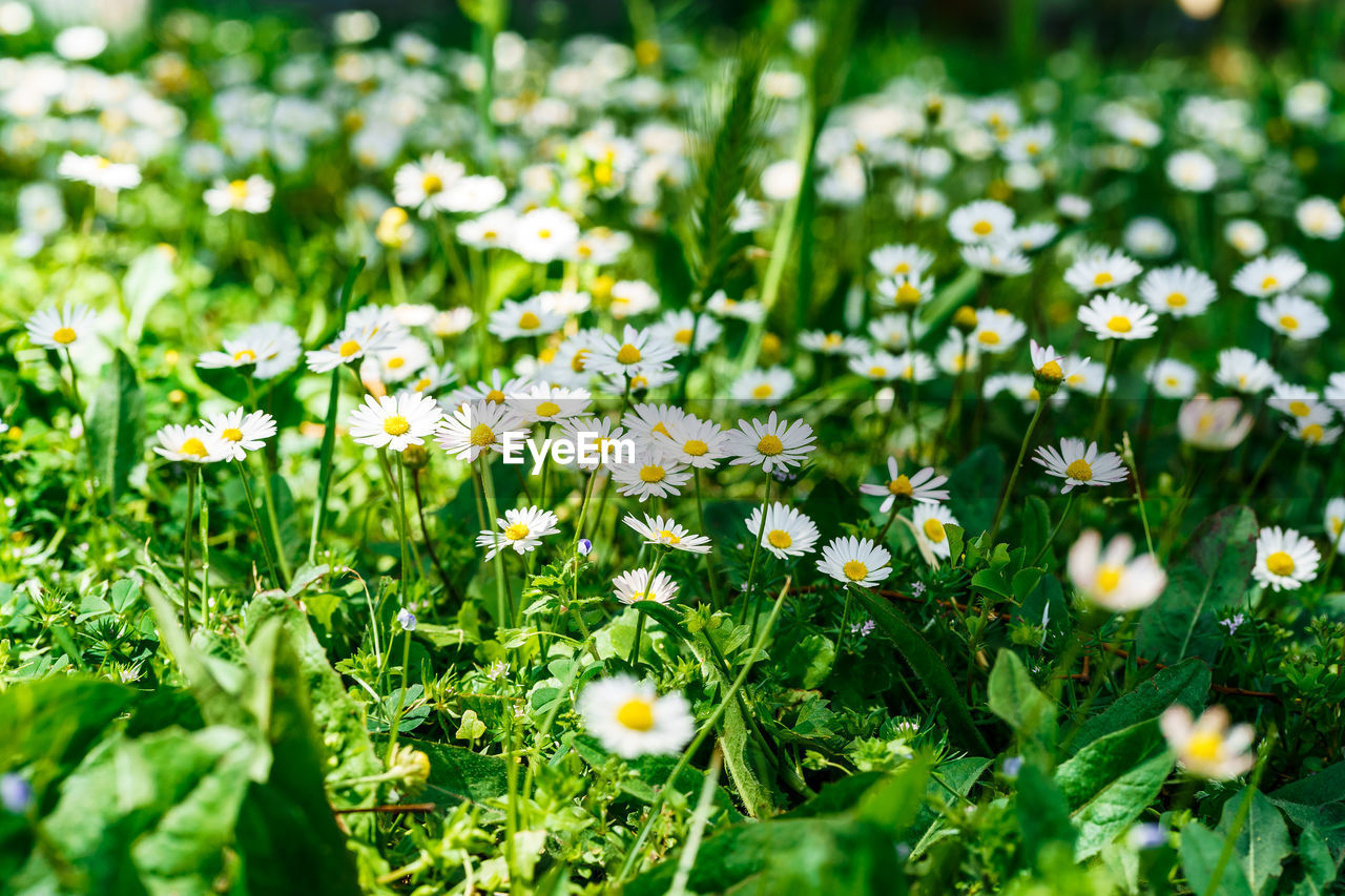 CLOSE-UP OF WHITE FLOWERING PLANTS GROWING ON FIELD