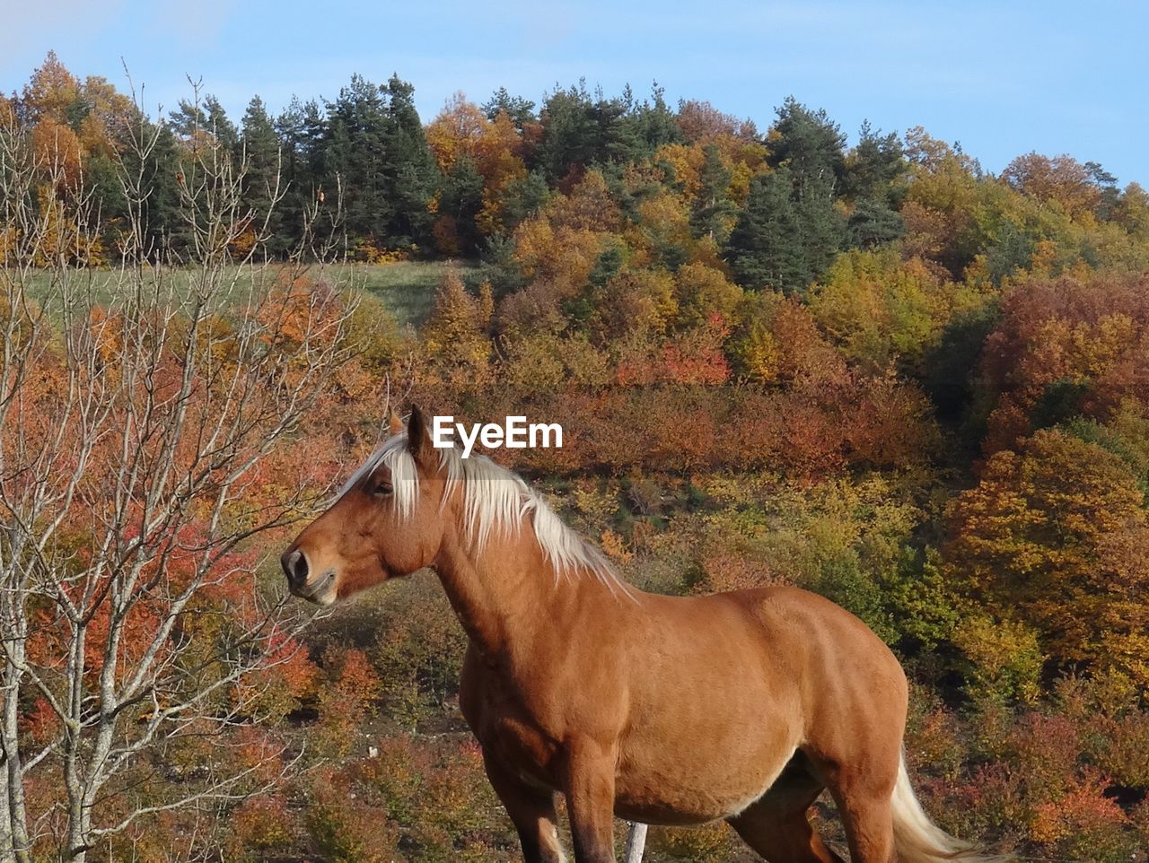 Side view of brown horse standing on field against autumn trees