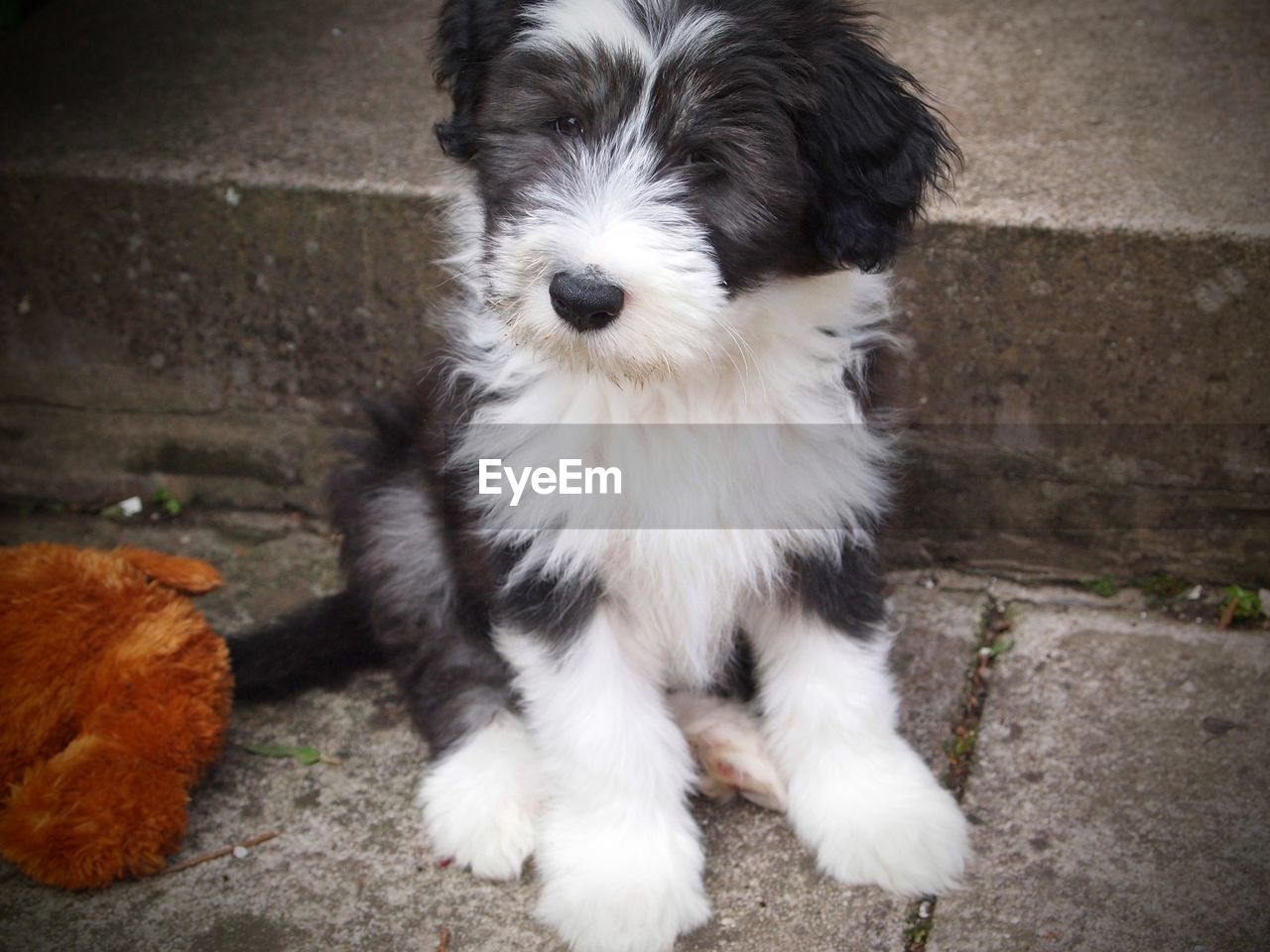 High angle view of cute puppy sitting on footpath