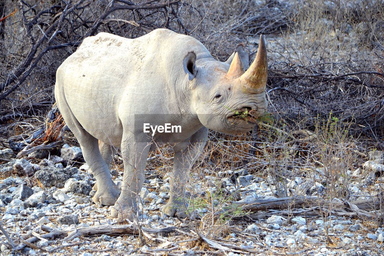 Close-up of rhinoceros at forest