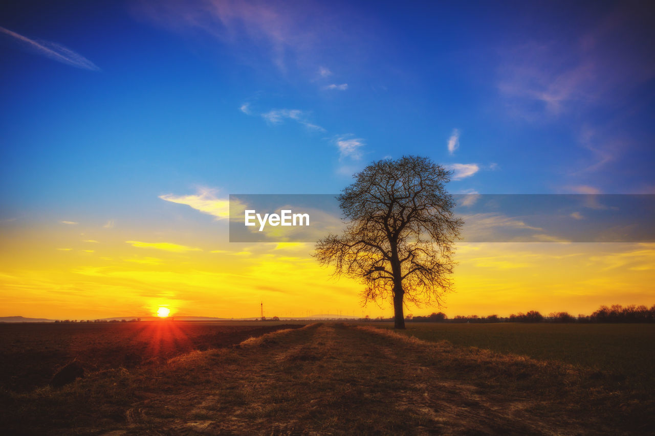 TREES ON FIELD AGAINST SKY DURING SUNSET