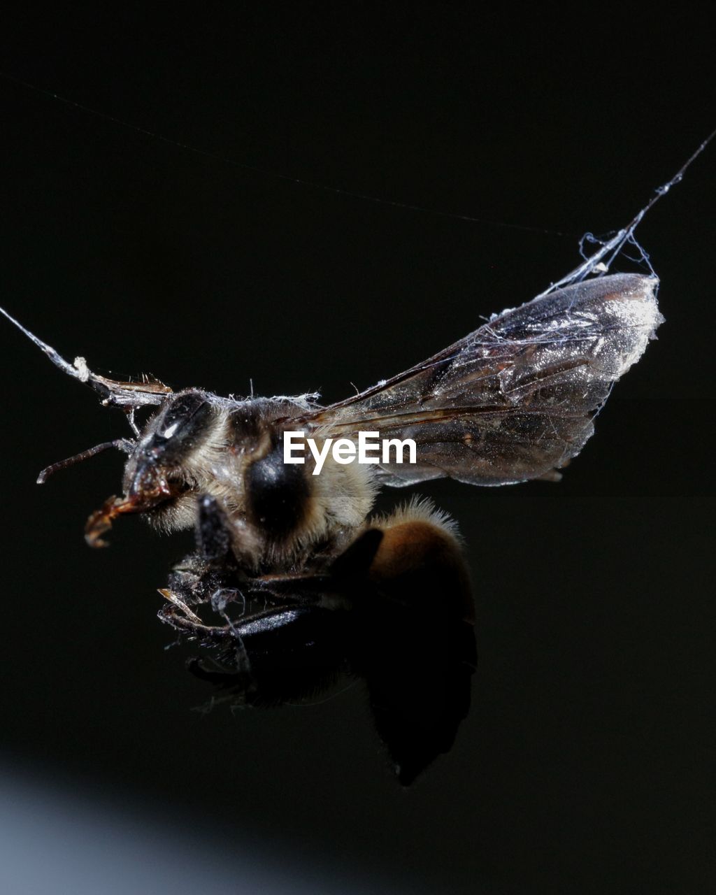 animal themes, animal, one animal, insect, animal wildlife, macro photography, wildlife, close-up, black background, animal body part, animal wing, studio shot, no people, nature, macro, fly, wing, zoology, indoors