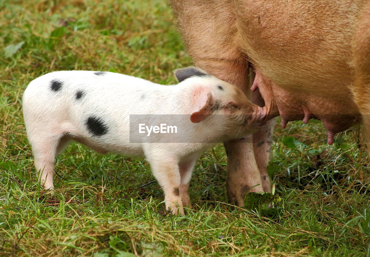 Pig feeding piglet on grassy field