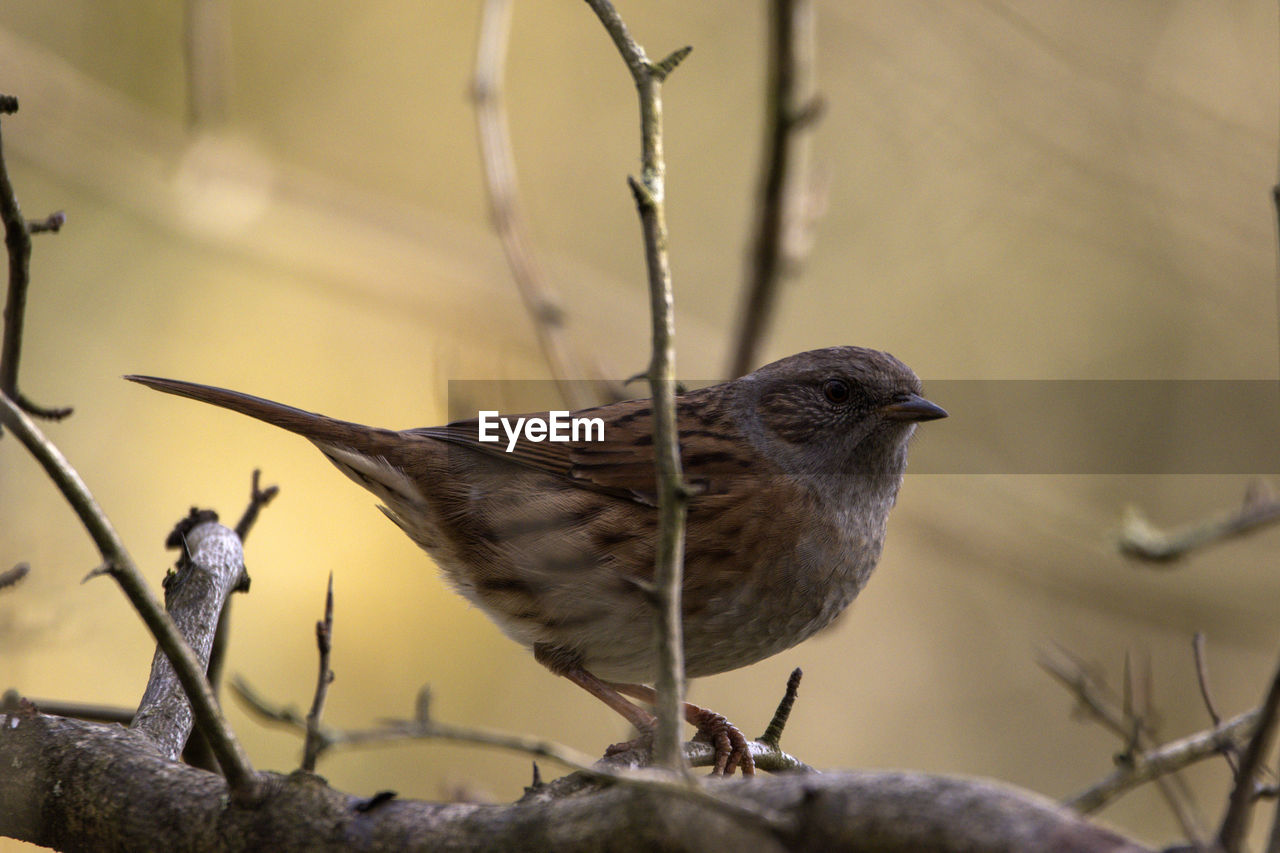 A close-up of a beautiful dunnock on an autumnal leafless tree branch.