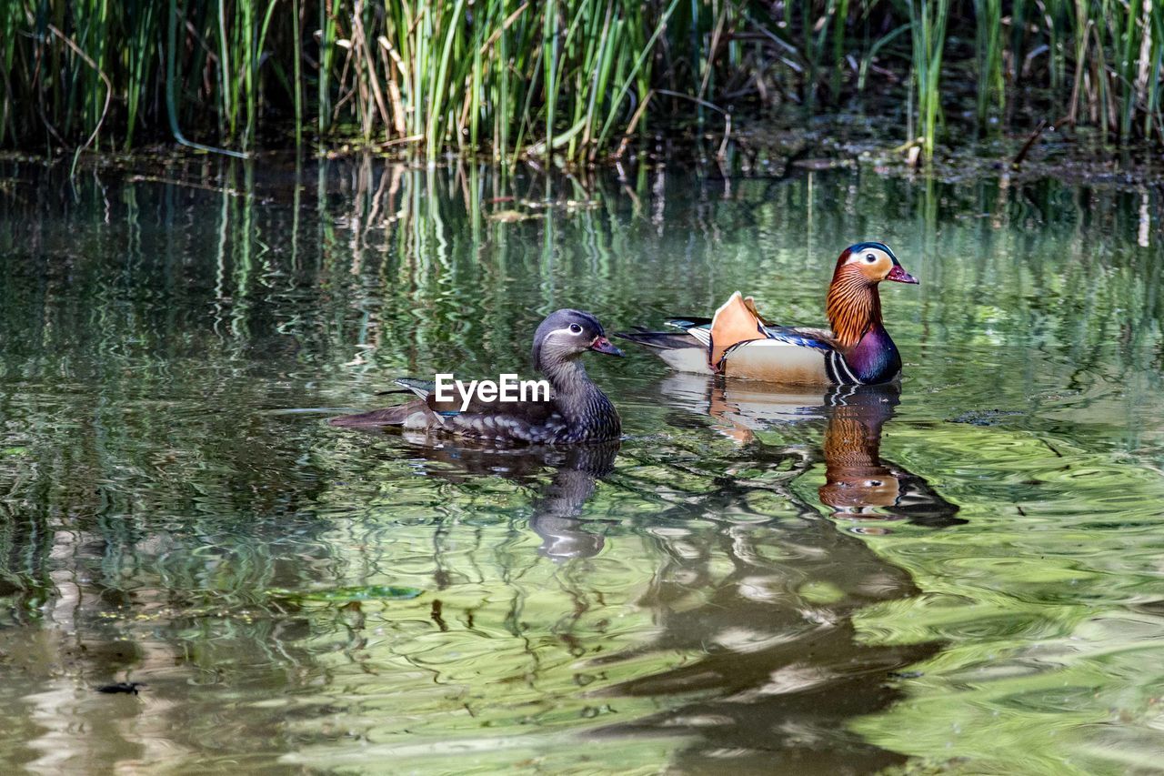 DUCKS IN A LAKE