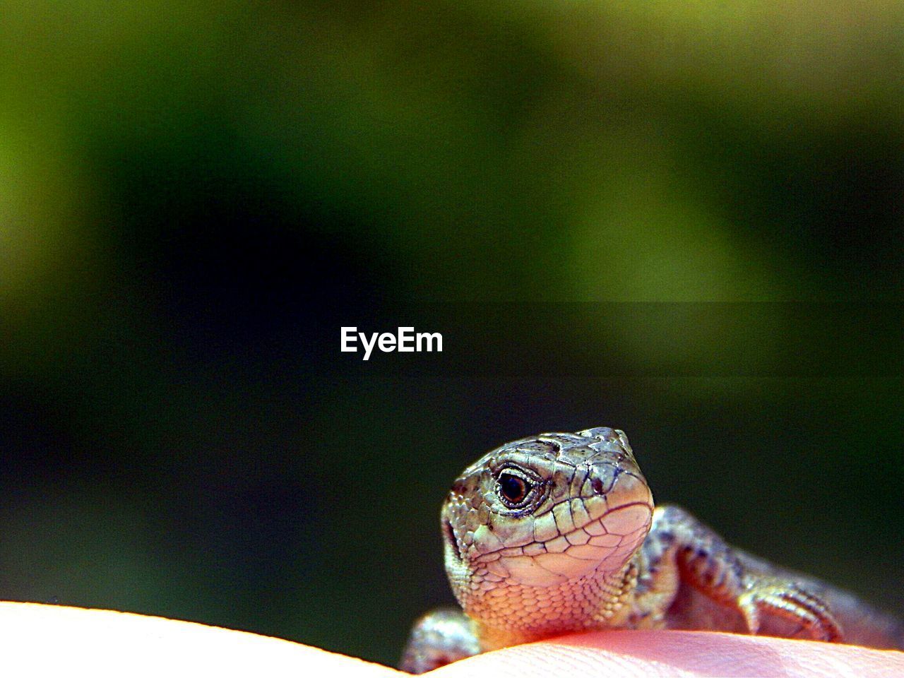 Close-up of lizard