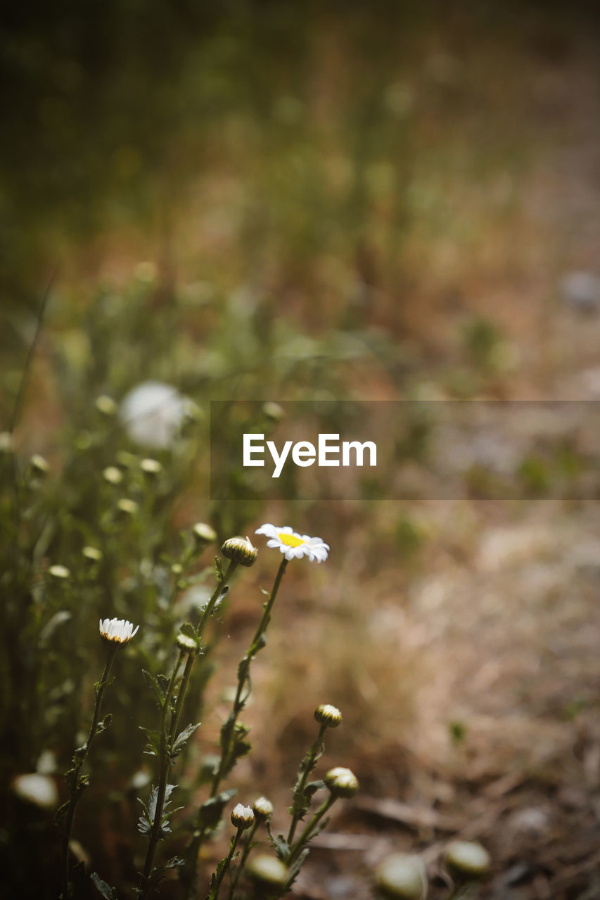 Beautiful Beauty In Nature Close-up Day Field Flower Flower Head Flowering Plant Focus On Foreground Fragility Freshness Growth Land Nature No People Outdoors Petal Plant Plant Stem Selective Focus Tranquility Vulnerability