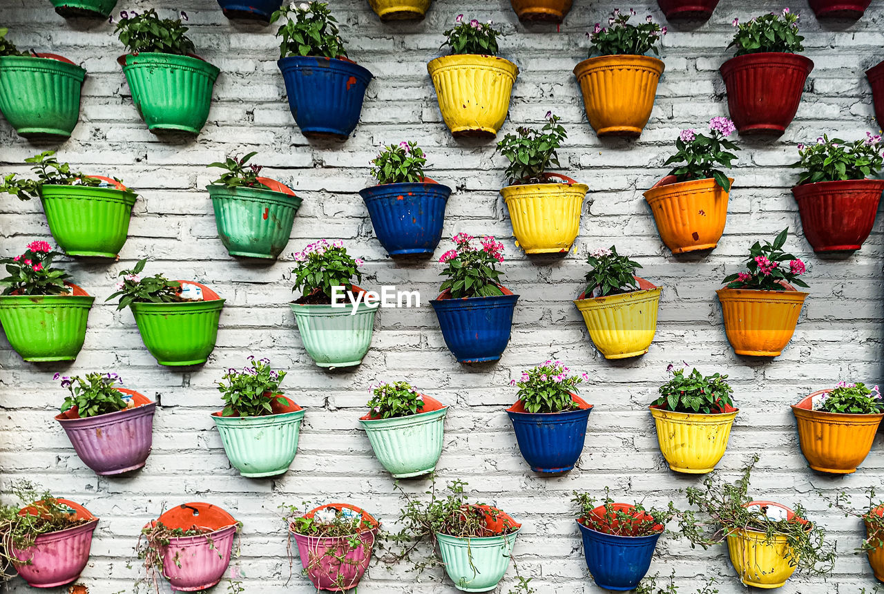 Multi colored potted plants