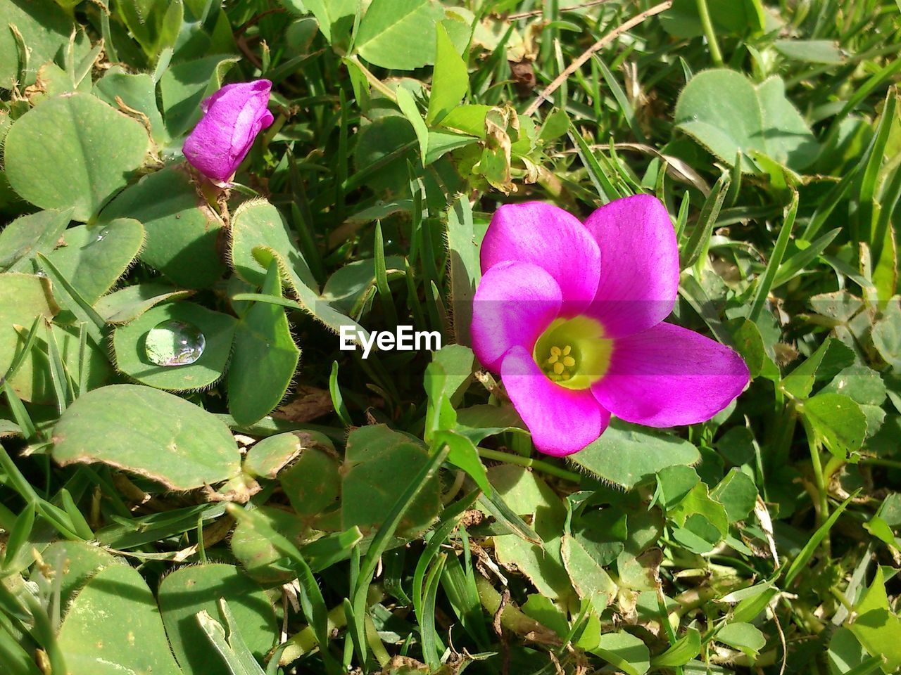 CLOSE-UP OF PURPLE FLOWER BLOOMING OUTDOORS