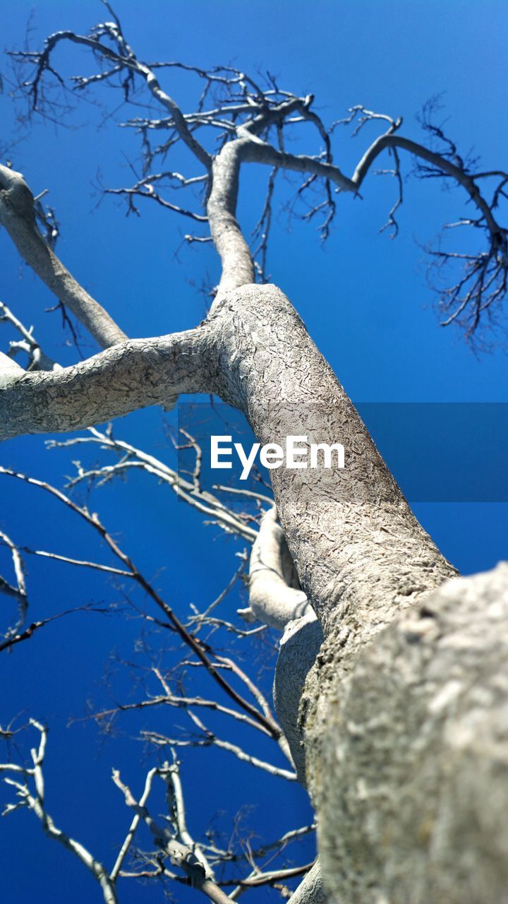 LOW ANGLE VIEW OF BARE TREE AGAINST SKY