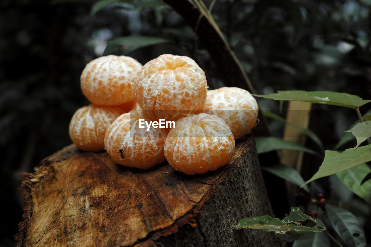 Close-up of orange growing on tree