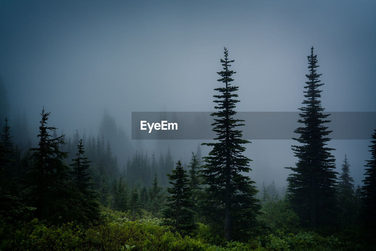 Pine trees in forest against sky