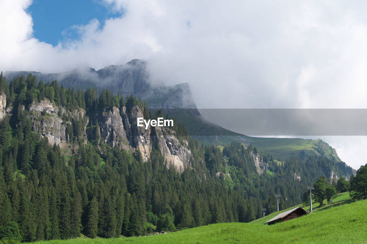 Panoramic shot of trees and mountains against sky