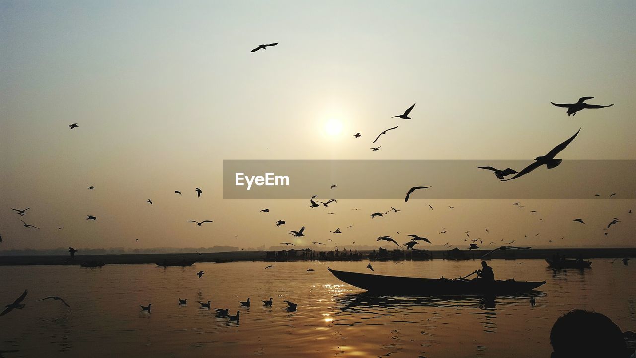 FLOCK OF BIRDS FLYING IN SKY